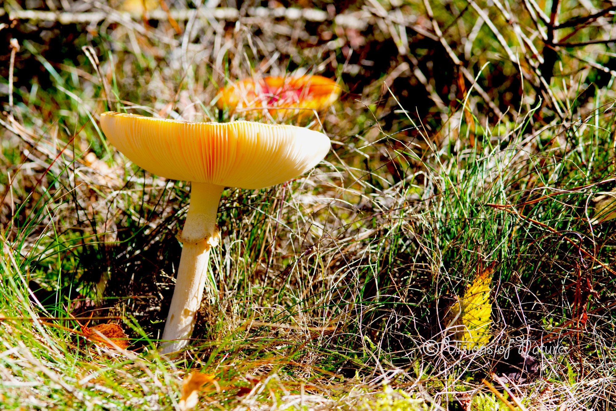 Prachtige paddenstoel in het bos