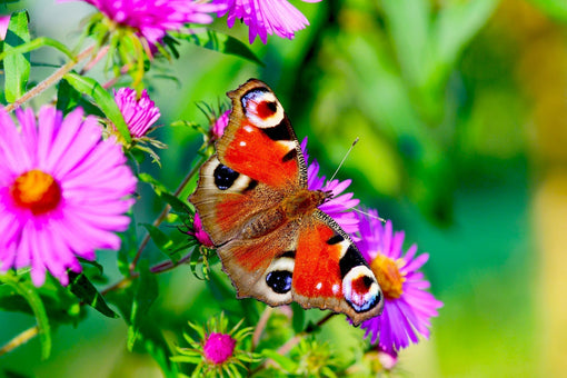 Kleurrijke dagpauwoog op paarse aster