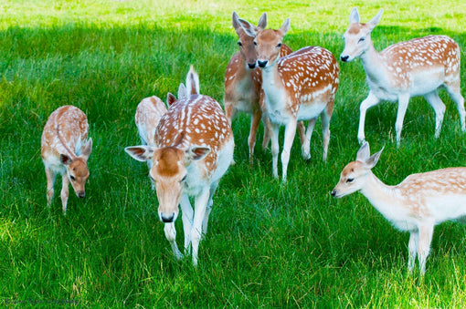 Een prachtige hertenfamilie in de natuur