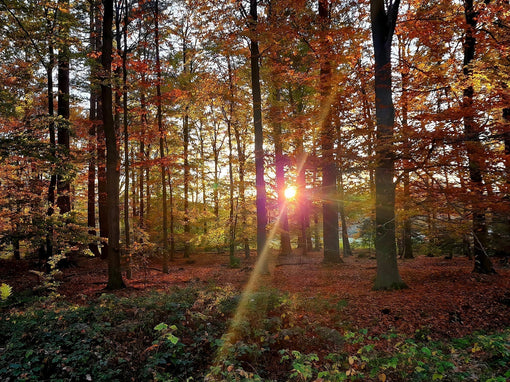 Prachtige foto van een herfstbos met schitterende zonnestraal 