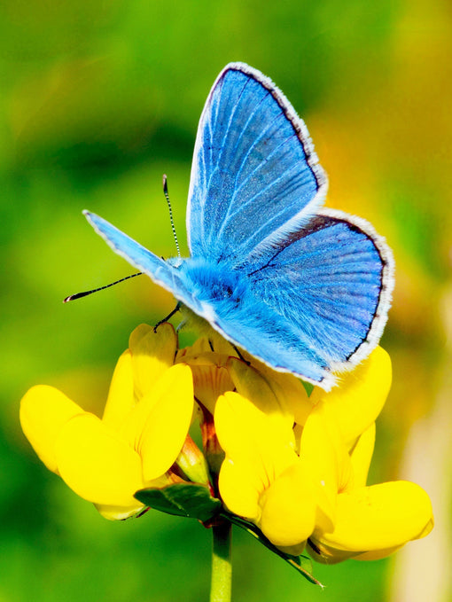 Natuurfoto van een icarusblauwtje vlinder