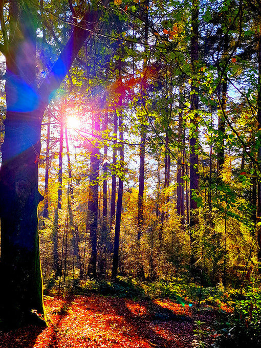 Een prachtige afbeelding van een kleurrijk herfstbos met schitterende kleurrijke lichtinval