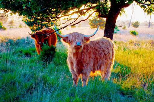 Schotse hooglanders op de heide