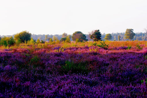 De prachtige Strabrechtse heide in volle bloei 