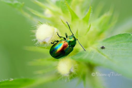 Macrofoto van een goudhaantje 