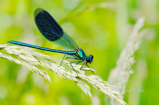 Macrofoto van een schitterende weidebeekjuffer