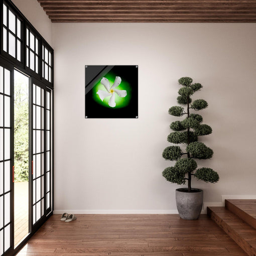 Licht orb in groen met op de voorgrond een witte jasmijn bloem als wanddecoratie