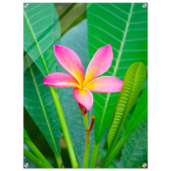 Acrylglas wanddecoratie met een prachtige roze frangipani bloem 