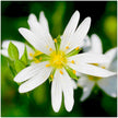 Wenskaart met een witte bloem in de lente