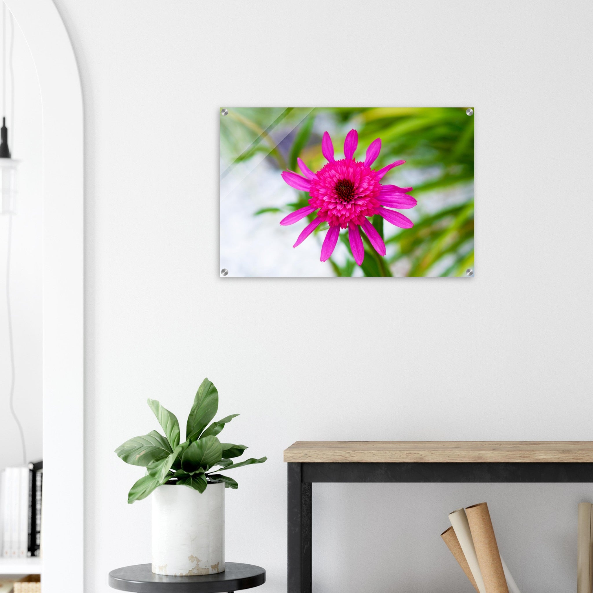 Acrylglas wanddecoratie met een prachtige roze echinacea bloem