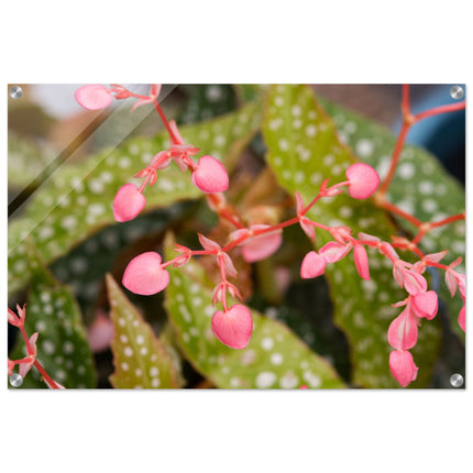 Acrylglas wanddecoratie met een prachtige roze forelbegonia bloem