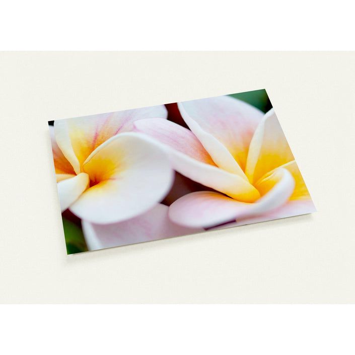 Wenskaart met twee zachtroze frangipani bloemen met gele accenten