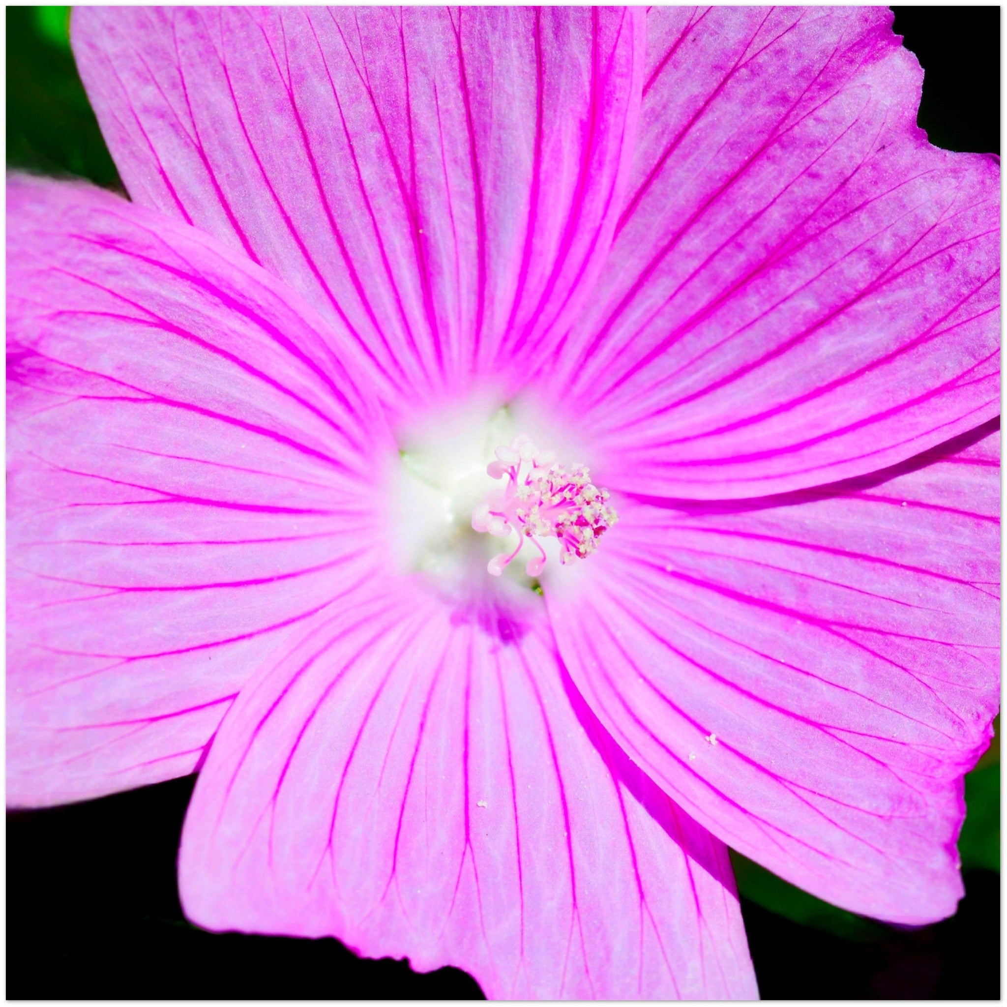 Wenskaart met een close-up van een violet met witte bloem van het kaasjeskruid