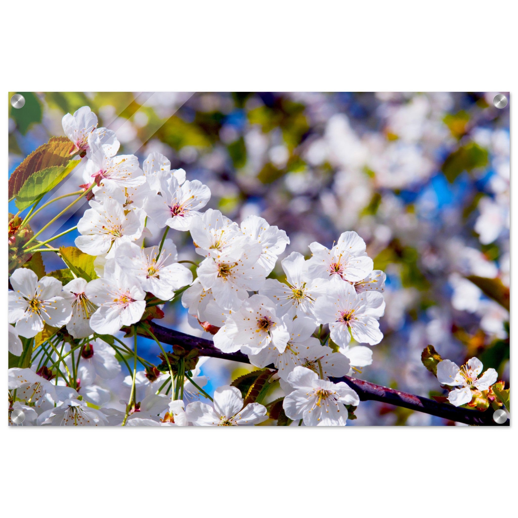 Acrylglas wanddecoratie met prachtige witte Sakura bloesems 