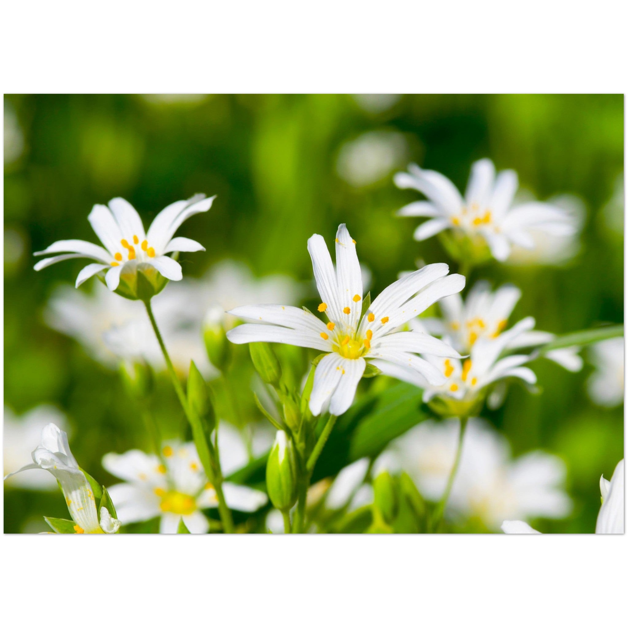 Wenskaart met een close-up van witte lentebloemetjes van de 'grote muur' bloem