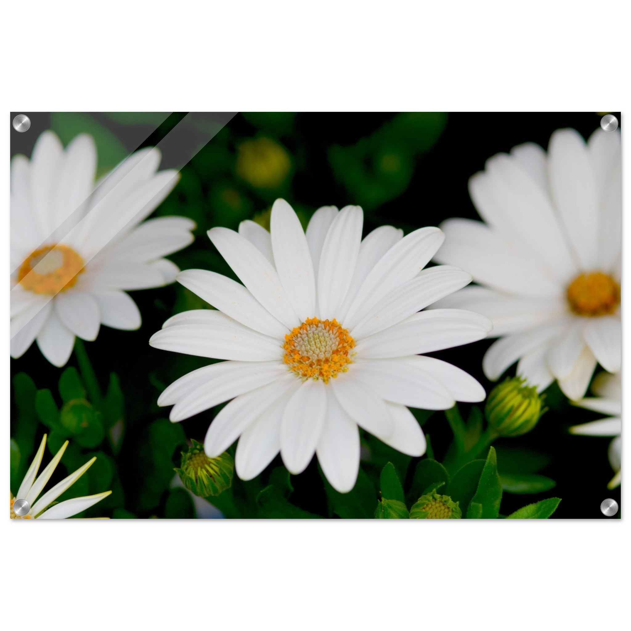 Acrylglas wanddecoratie met prachtige witte margrieten tegen een donkere achtergrond