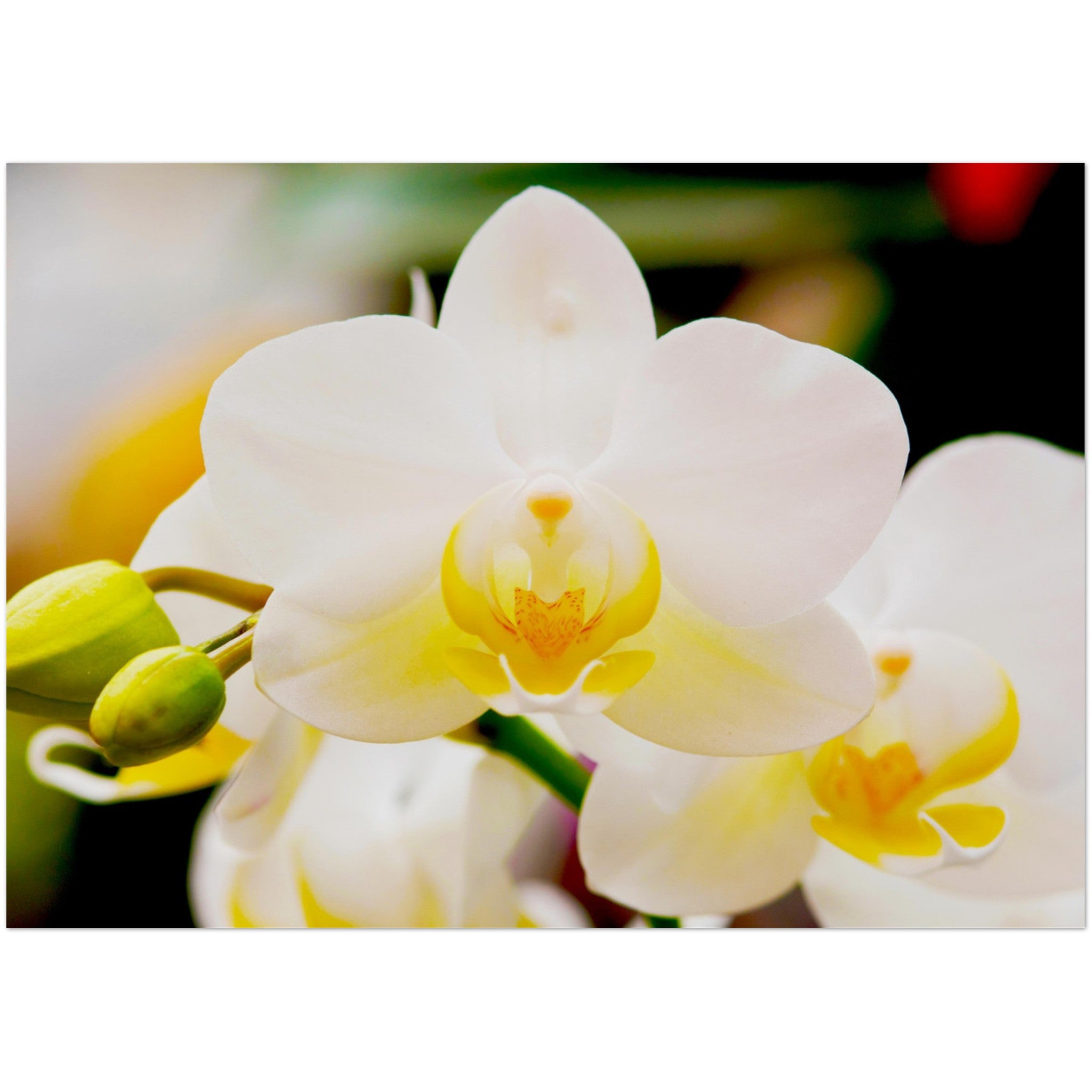 Wenskaart met een close-up van een schitterende witte orchidee met gele accenten