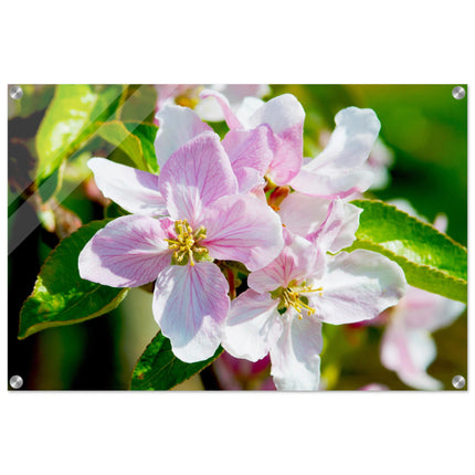 Acrylglas wanddecoratie met schitterende roze appelbloesems