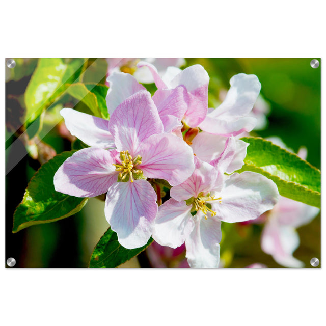 Acrylglas wanddecoratie met schitterende roze appelbloesems