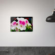 Acrylglas wanddecoratie met een schitterende Franse geranium in roze en witte tinten