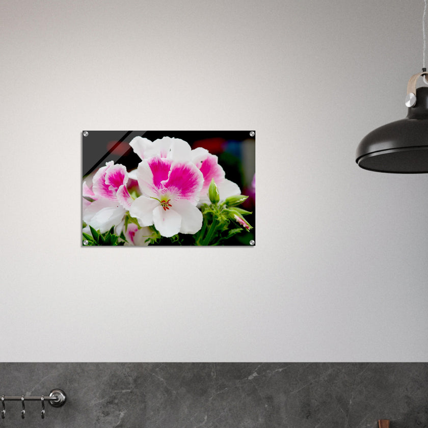 Acrylglas wanddecoratie met een schitterende Franse geranium in roze en witte tinten