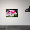 Acrylglas wanddecoratie met een schitterende Franse geranium in roze en witte tinten