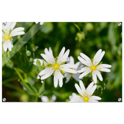 Acrylglas wanddecoratie met de bloemetjes van de 'grote muur' in de lente