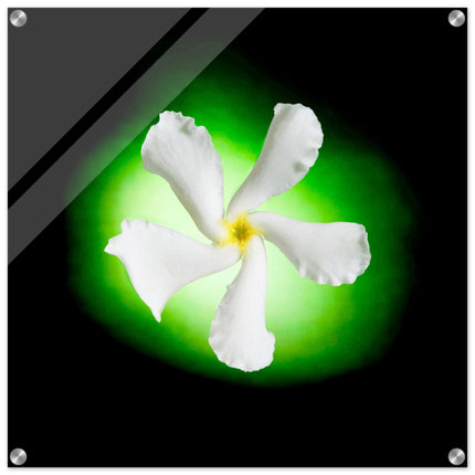 Acrylprint van een authentieke groene orb met op de voorgrond een witte jasmijn bloem
