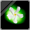 Acrylprint van een authentieke groene orb met op de voorgrond een witte jasmijn bloem