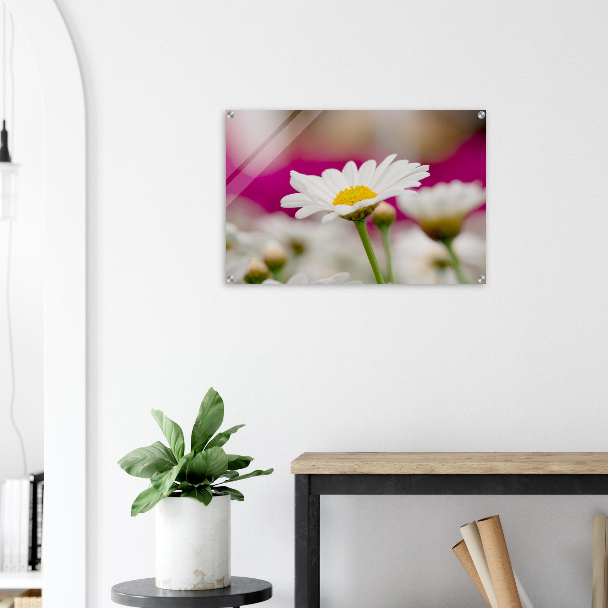 Acrylglas wanddecoratie met een prachtige witte margriet