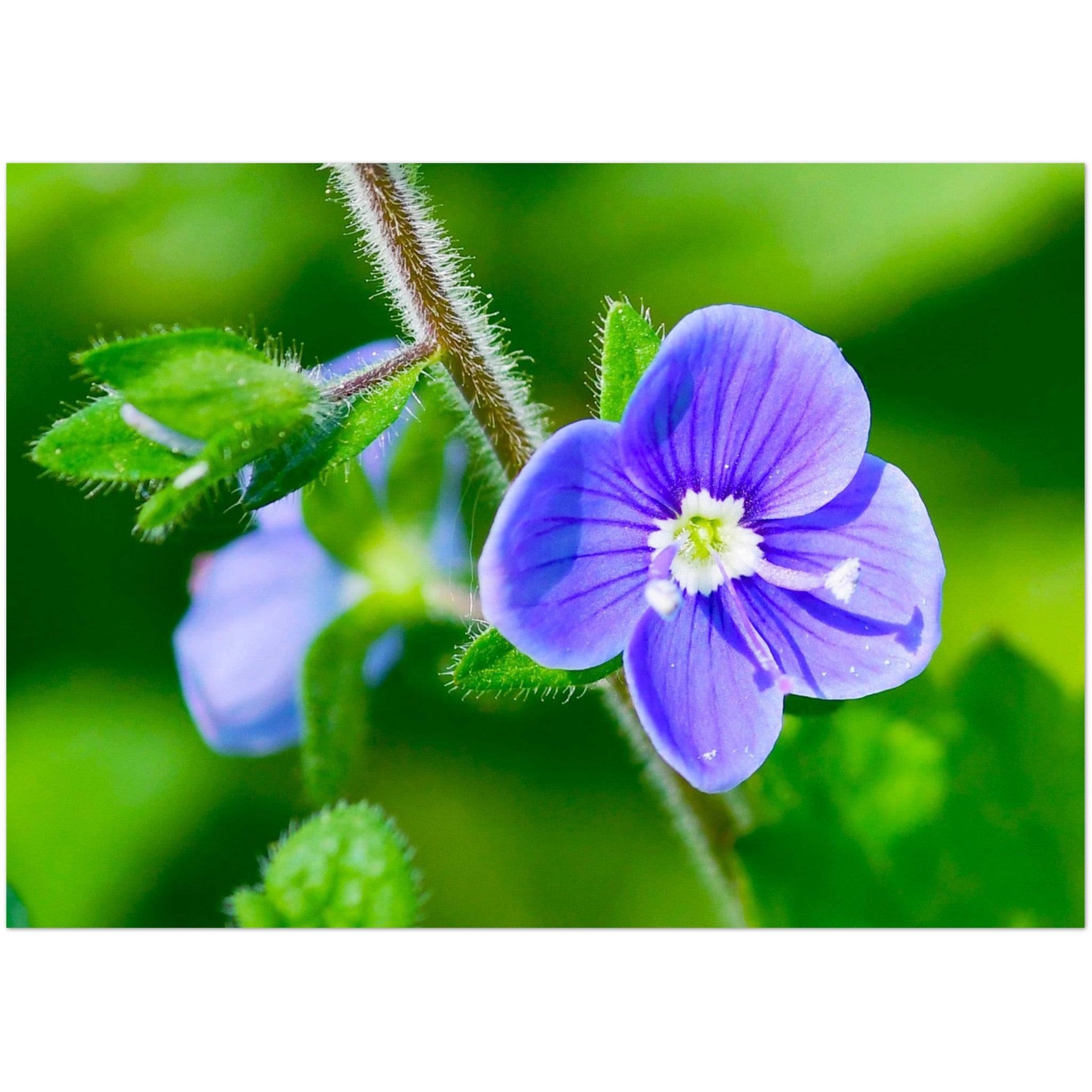 Wenskaart met een close-up van een blauwe bloem van de ereprijs