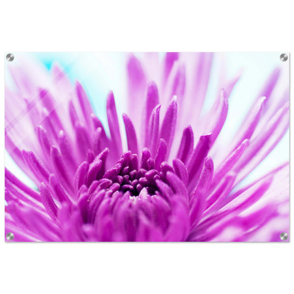 Acrylglas wanddecoratie met een violetkleurige chrysant