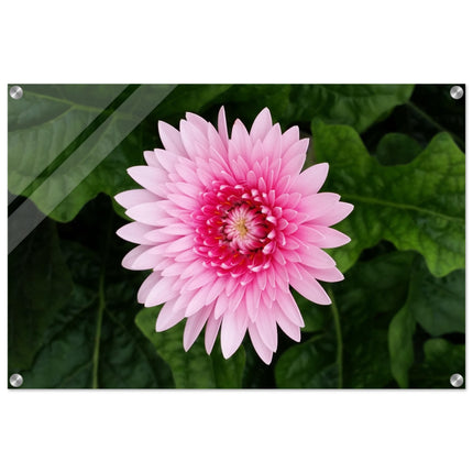 Acrylglas wanddecoratie met een prachtige roze gerbera tegen een groene achtergrond