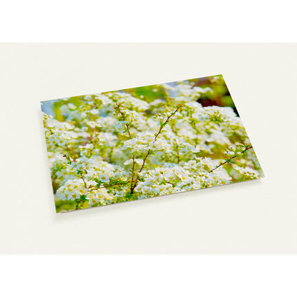 Wenskaart met een natuurfoto van de witte bloesems van de spireastruik