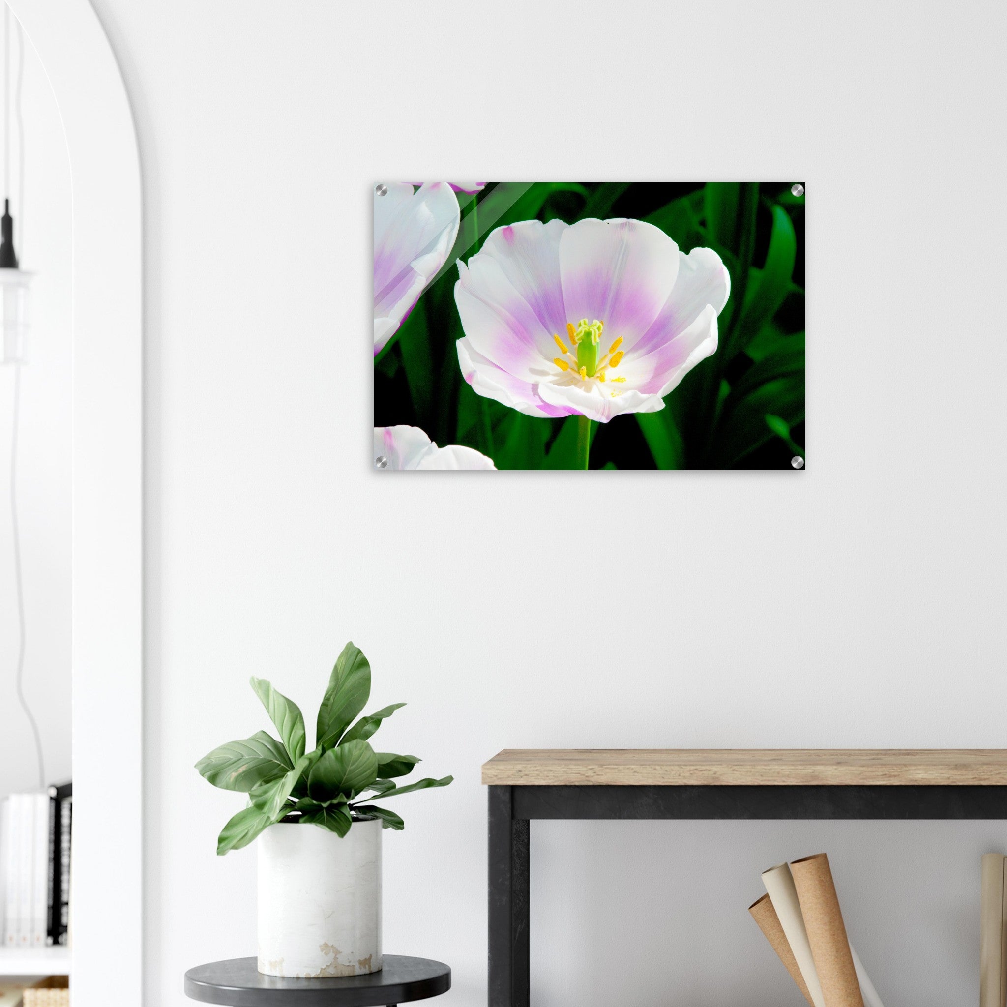 Acrylglas wanddecoratie met een tulp in wit met paarse tinten