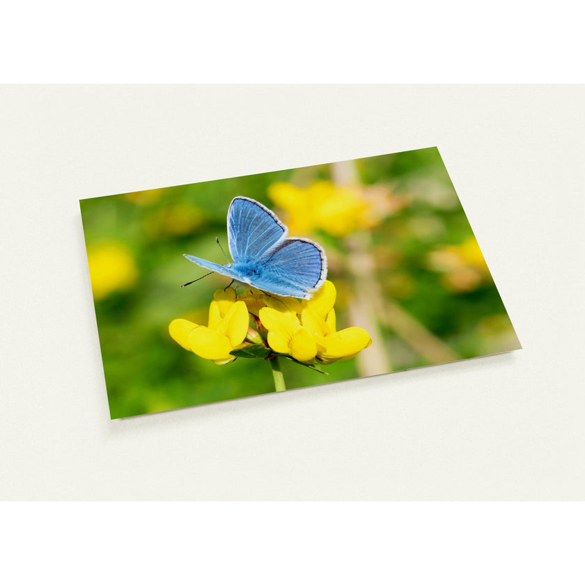 Kaartenset met een schitterende blauwe vlinder op een gele bloem