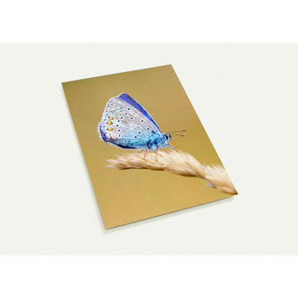 Kaartenset met een prachtige close-up van een icarusblauwtje