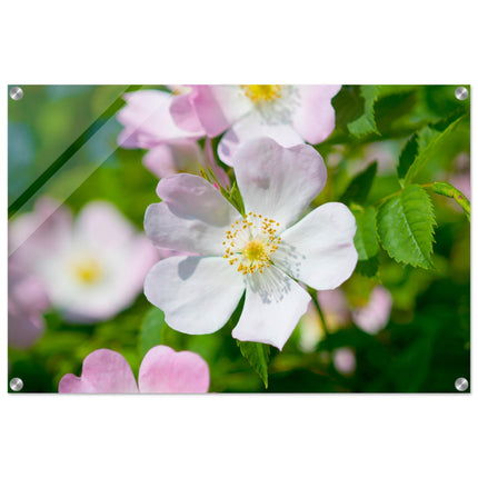 Acrylglas wanddecoratie met de prachtige zachtroze bloemen van de hondsroos