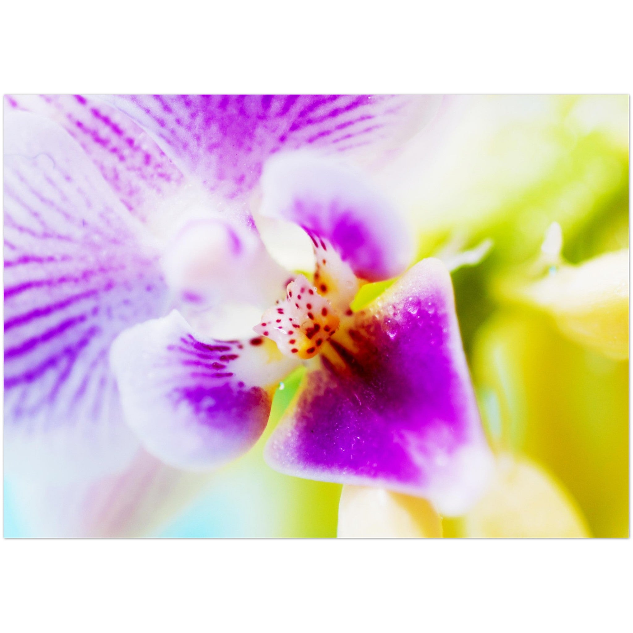 Wenskaart met een close-up van een kleurrijke orchidee