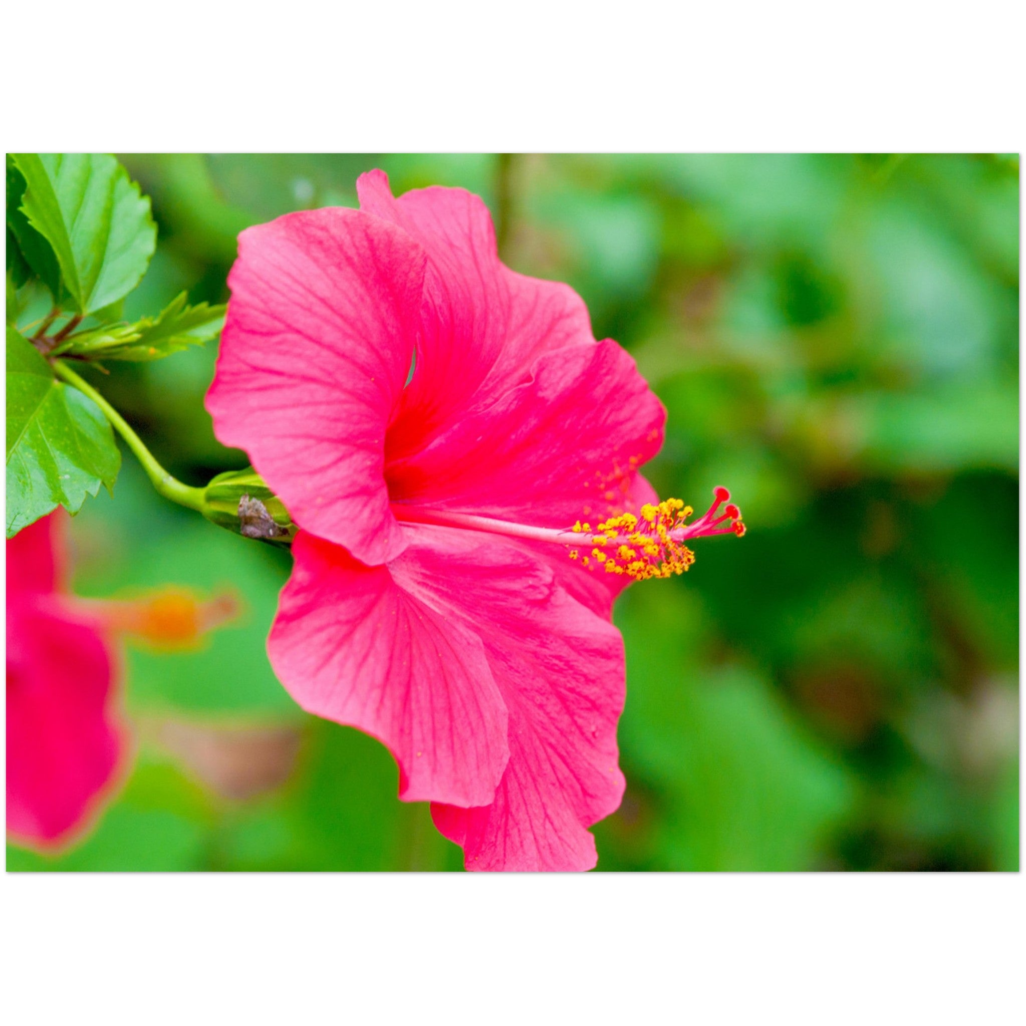 Wenskaart met een schitterende magentakleurige hibiscus bloem tegen groene achtergrond