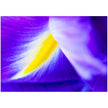 Wenskaart met een close-up van een blauwe iris bloem met gele accenten