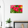 Acrylglas wanddecoratie met prachtige rode tulpen met franjes