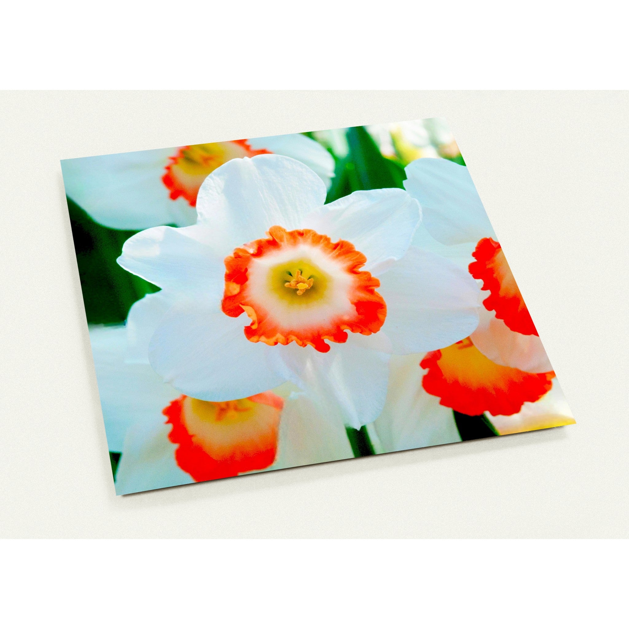 Wenskaart met een close-up van een witte narcis met oranje accenten