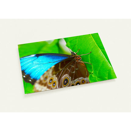 Kaartenset met een blauwe morpho vlinder op een groen blad