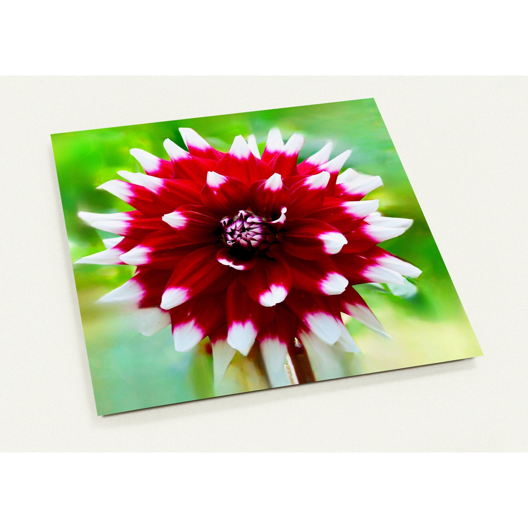 Wenskaart met een close-up van een schitterende rood met witte dahlia bloem