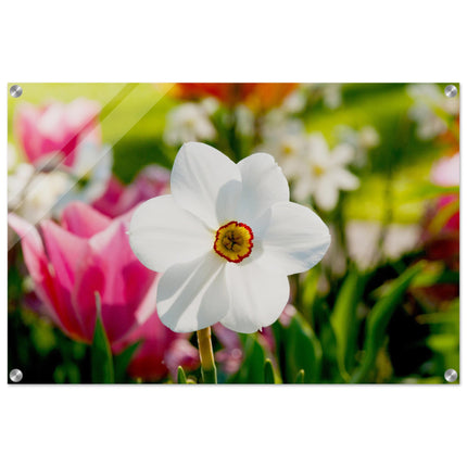 Acrylglas wanddecoratie met een prachtige witte narcis tegen kleurrijke achtergrond