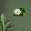Acrylglas wanddecoratie met een prachtige witte dahlia 