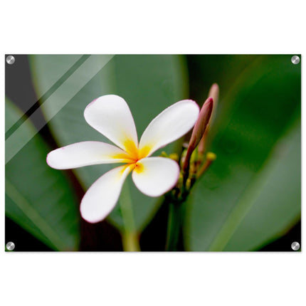 Acrylglas wanddecoratie met een witte frangipani bloem 