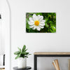 Acrylglas wanddecoratie met een prachtige witte dahlia 