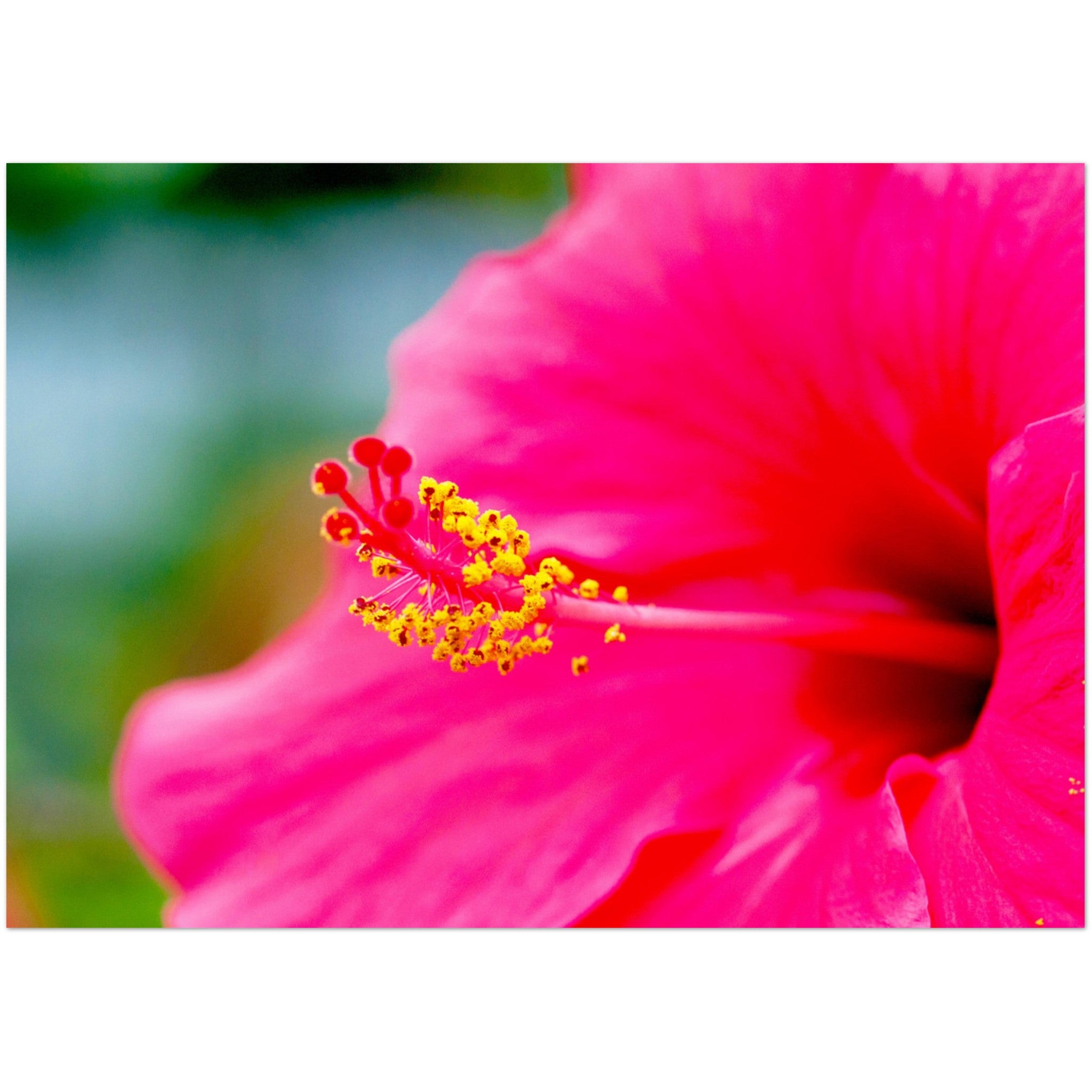 Wenskaart met een close-up van een prachtige magentakleurige hibiscus bloem